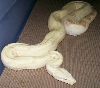 05 female albino 1