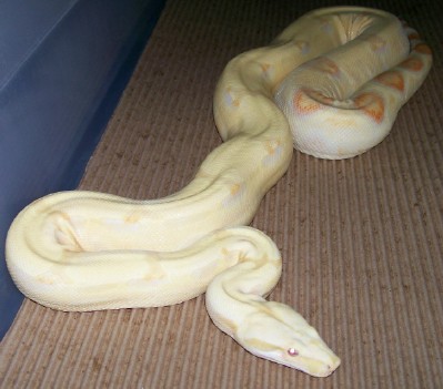 05 female albino 1