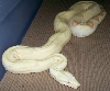 05 female albino 2