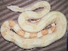 05 female albino 3