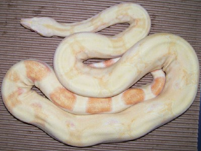 05 female albino 3