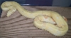 05 female albino 4