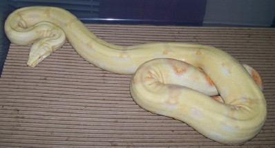 05 female albino 4