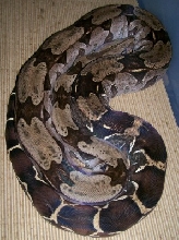 05 female guyana 1