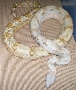 05 female hog 1