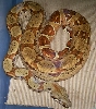05 female hypo 1