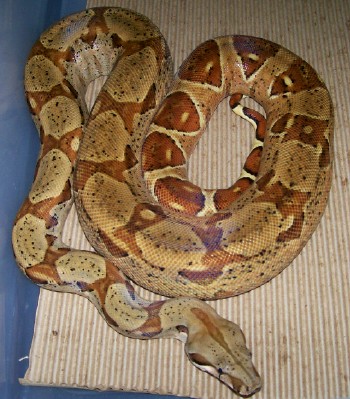 05 female hypo 1
