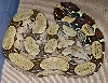 05 female peruvian 2