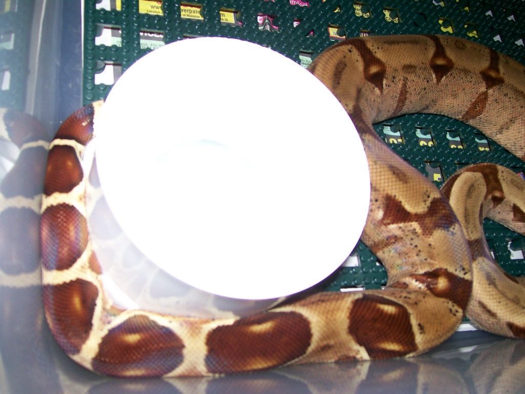 05 hypo suri cross male 3