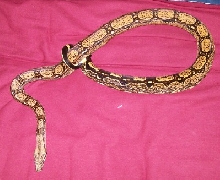 Clyde 2-07 inside on red futon curled