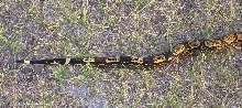 Clyde 5-07 outside tail