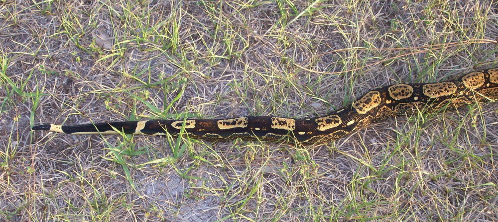 Clyde 5-07 outside tail