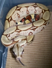 05 male peruvian 2