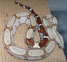 06 female suri 1