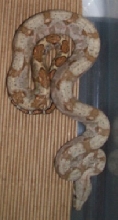 06 male hog 1
