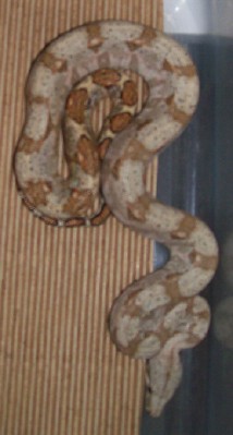 06 male hog 1