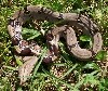 07 female peruvian outside in grass