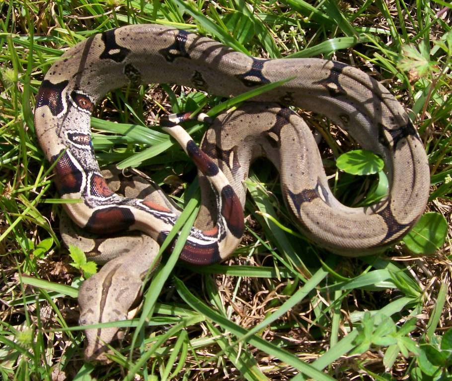 07 female peruvian outside in grass
