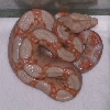 Albino baby 1 5-08