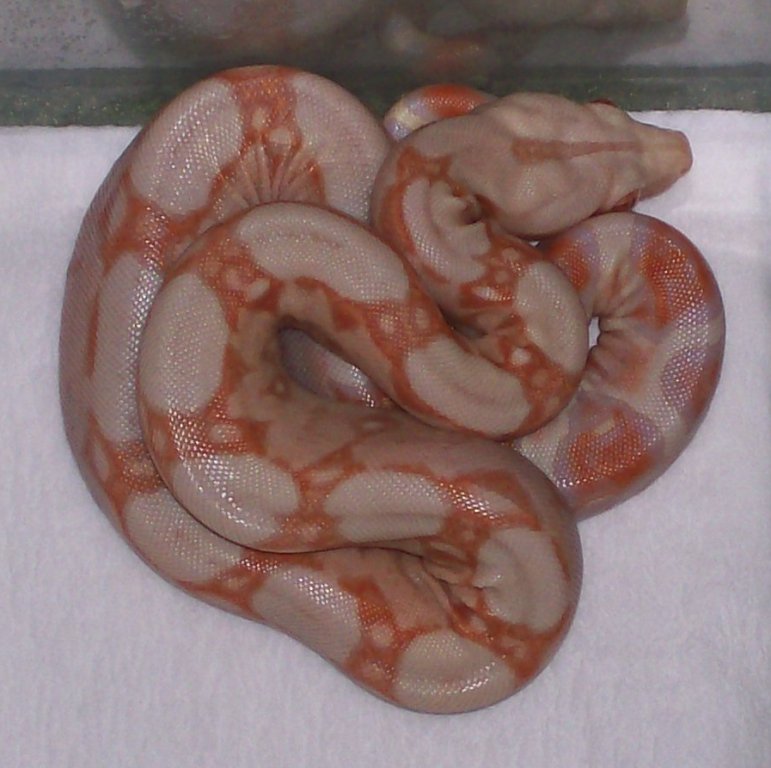 Albino baby 1 5-08