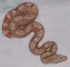 Albino baby 2 5-08