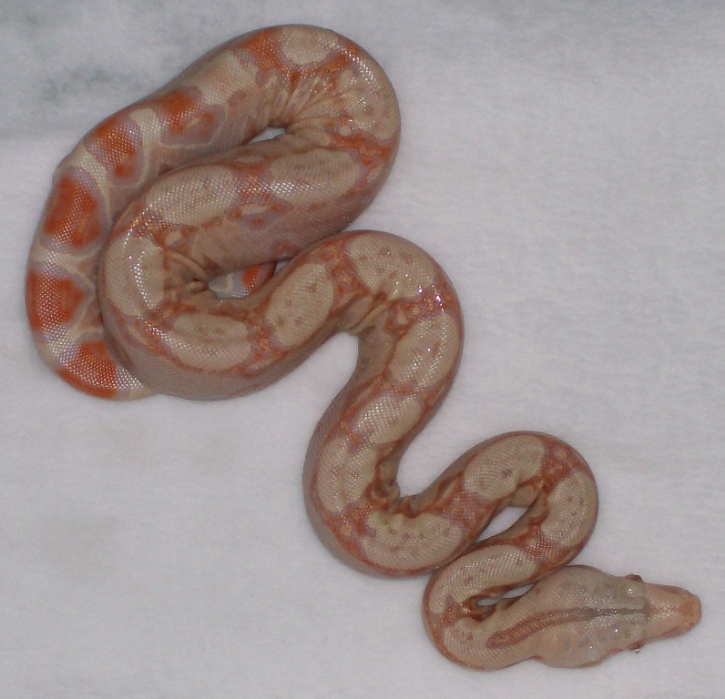 Albino baby 2 5-08