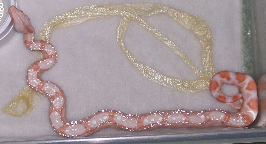 Albino baby 5-08 post first shed