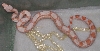Albino baby 5-08 post first shed 2