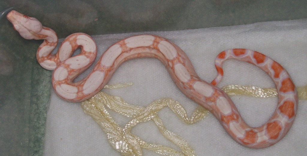 Albino baby 5-08 post first shed 2
