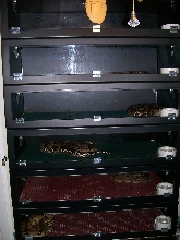 BCC Boaphile stack breeding room 5-08