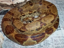 Bonnie 11-05 in cage curled