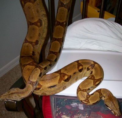 Bonnie and Strawberry 1-07 inside on rocking chair heads