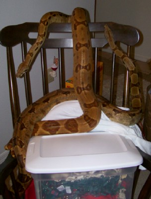 Bonnie and Strawberry 1-07 inside on rocking chair long