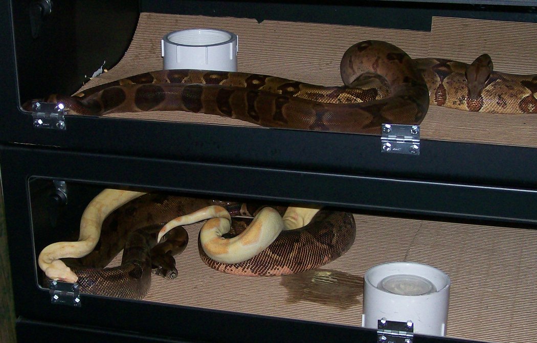 car-sam & cas-straw 10-15-07 breeding pics