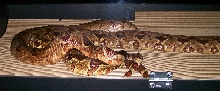 Caramello-Samantha 10-11-07 breeding pic long