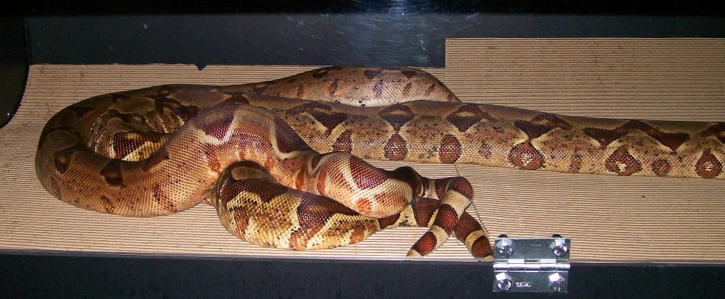 Caramello-Samantha 10-11-07 breeding pic long