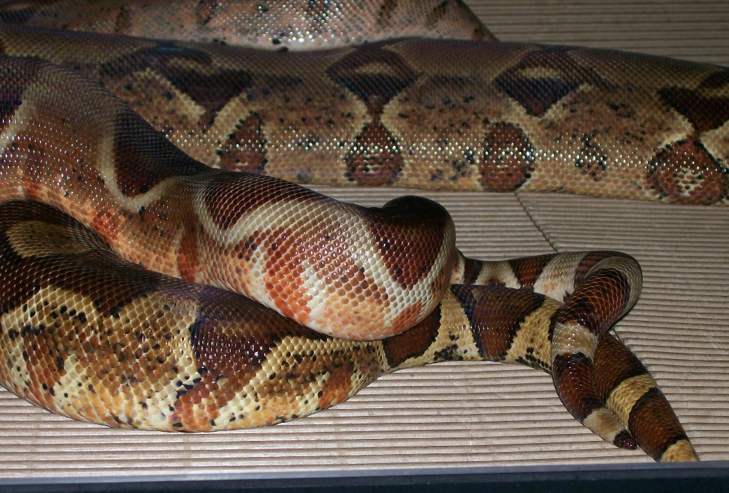 Caramello-Samantha 10-11-07 breeding pics tails