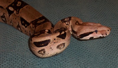 Carmen's Close Up