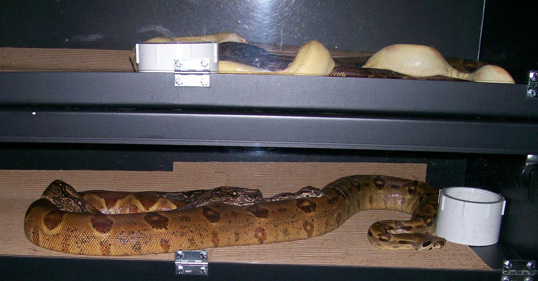 Cas-Straw & Clyde Bon 11-5-07 breeding pics