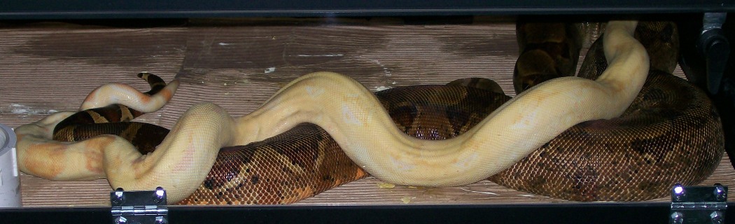 Cas-Straw 11-31-07 breeding pics
