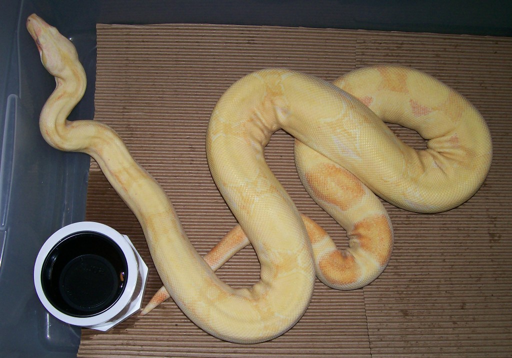 Casper 9-07 in cage