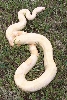 Casper 9-07 outside curled