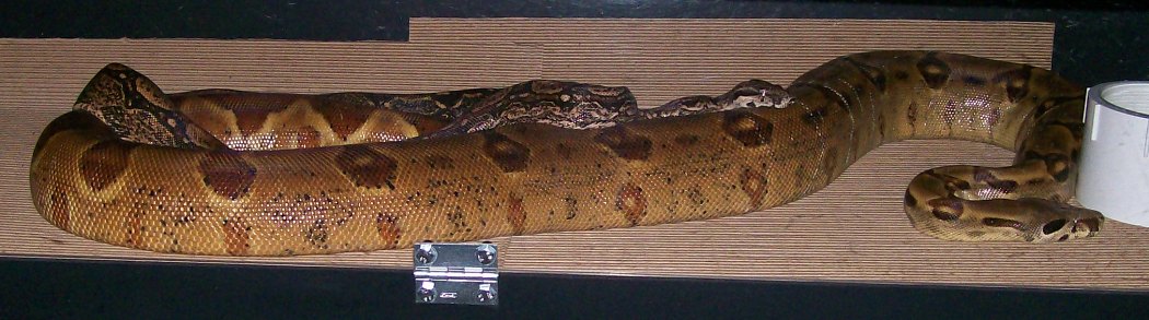 Clyde-Bon 11-5-07 breeding pics