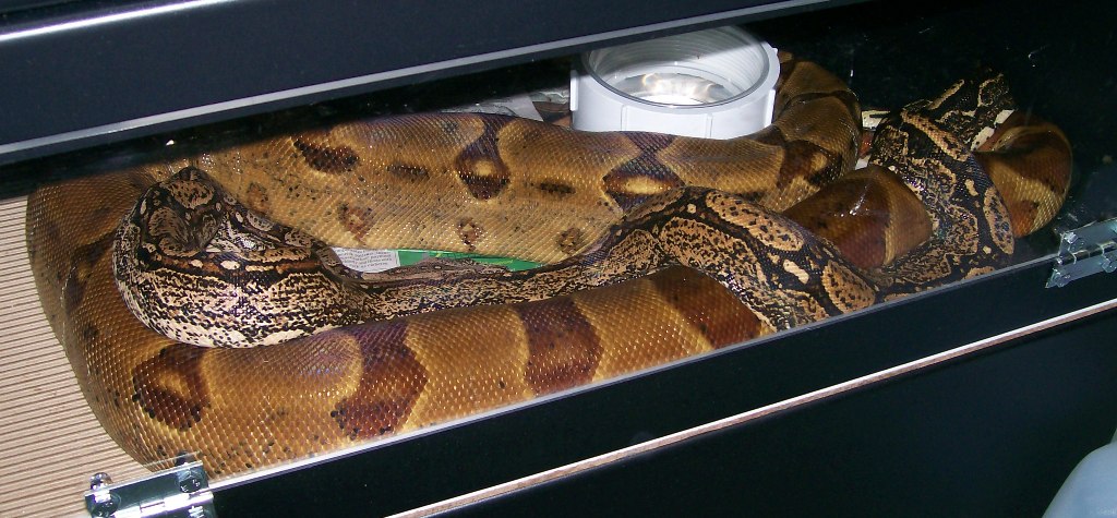 Clyde-Bonnie 4-08 breeding pics