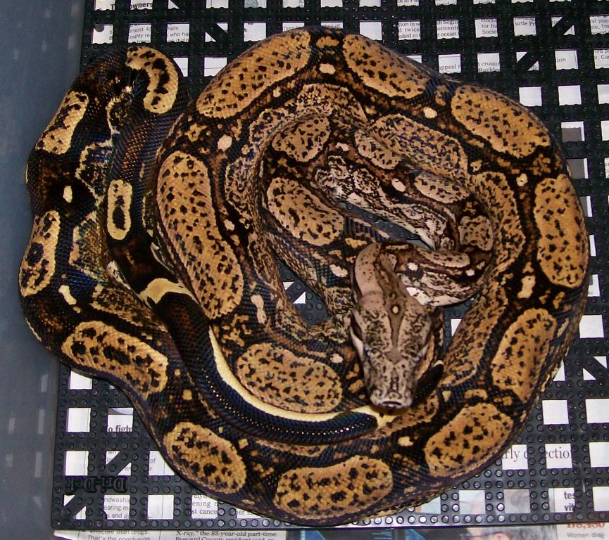 Clyde 6-08