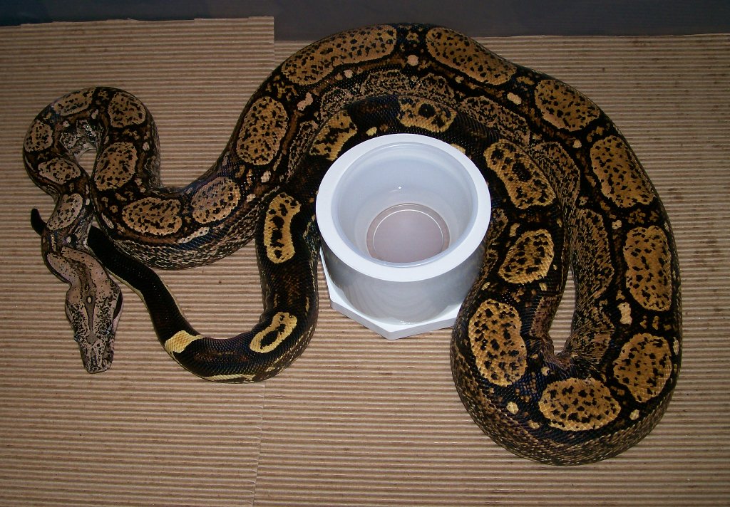 Clyde 9-07 in cage