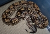 Clyde 6-06 in cage curled