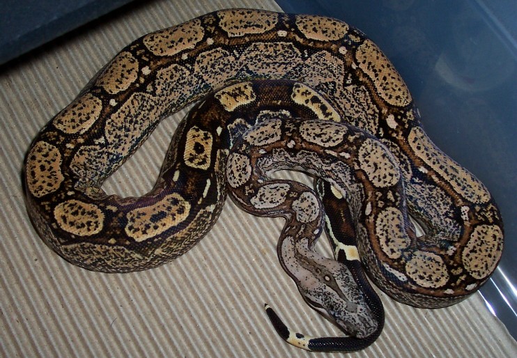 Clyde 6-06 in cage curled
