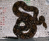 Cruella 4-08 in cage