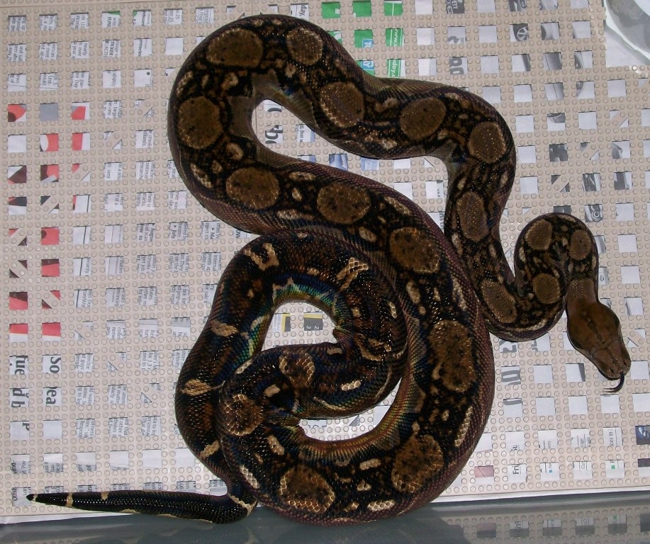 Cruella 4-08 in cage
